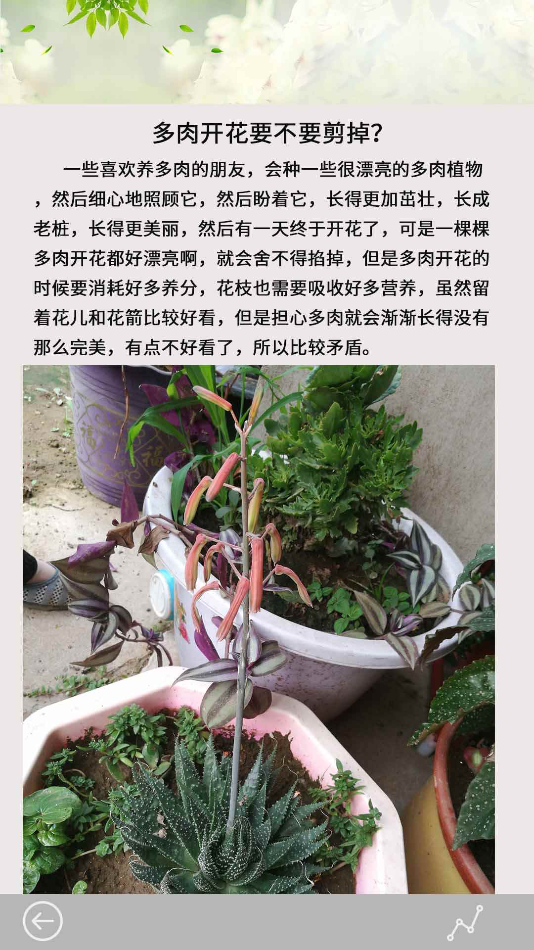 多肉花草成长日记截图4